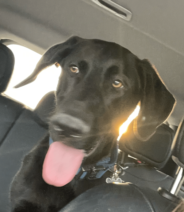 Louie